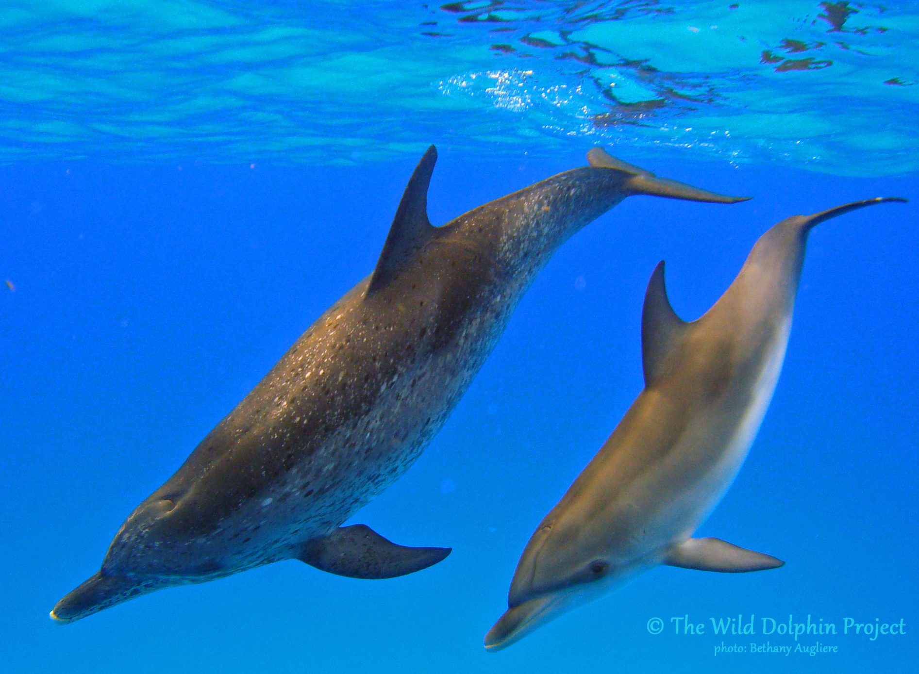 Nassau and Nautilus make a synchronous dive from the surface