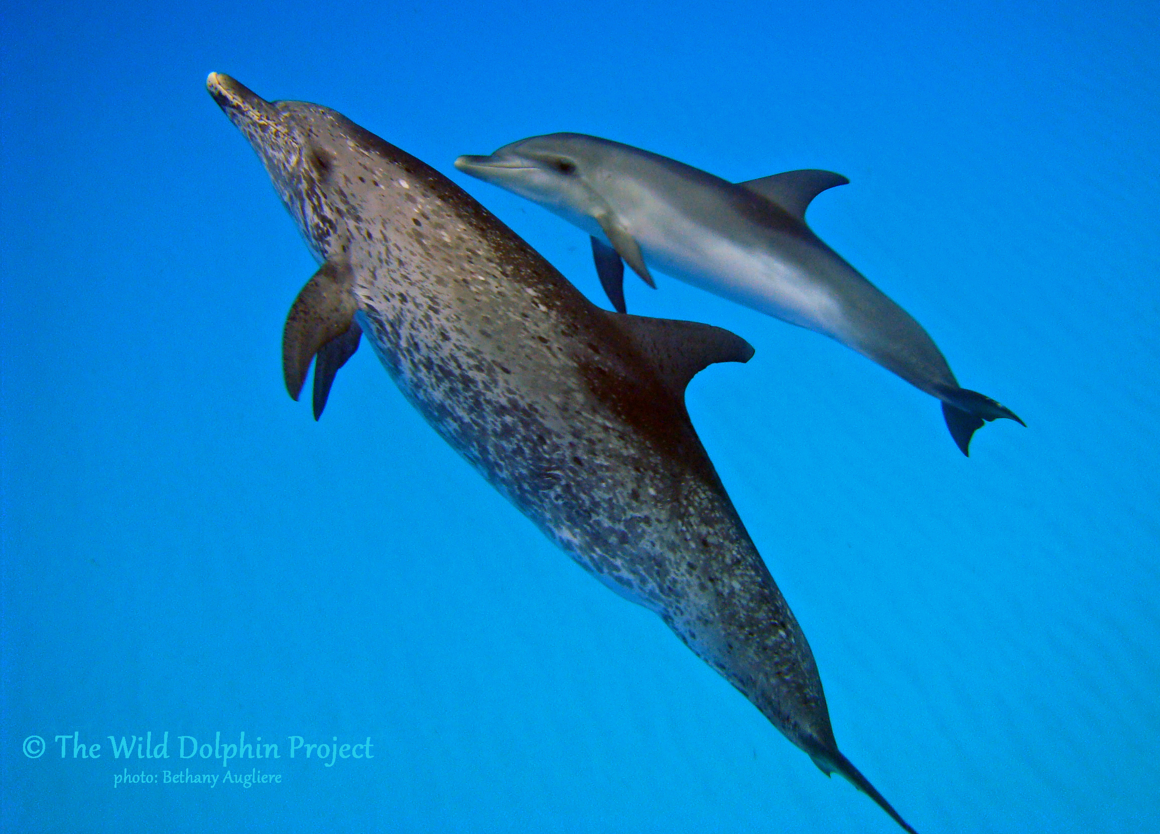Nassau with her male calf Nautilus, born in 2012