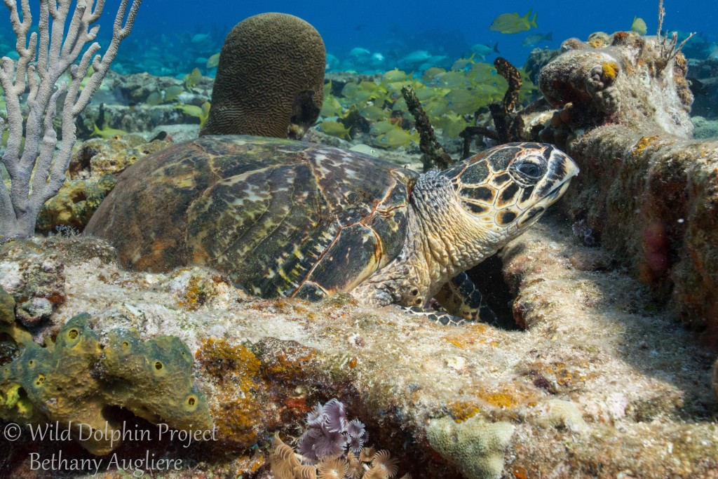 Resident hawksbill sea turtle on the Sugar Wreck