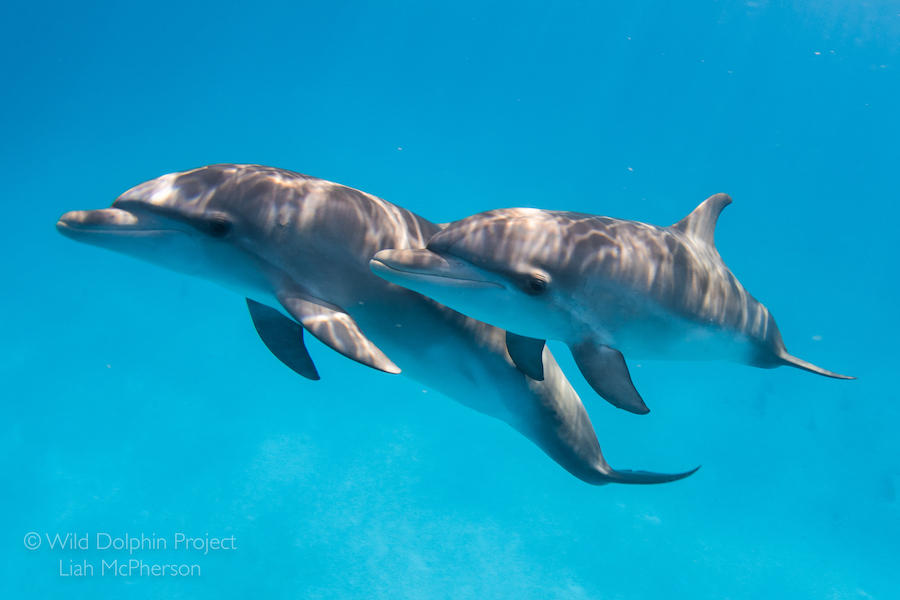 Wild Dolphin Project – 2019 Field Season: Trip 3 Wild Dolphin Project – 2019 Field Season: Trip 3