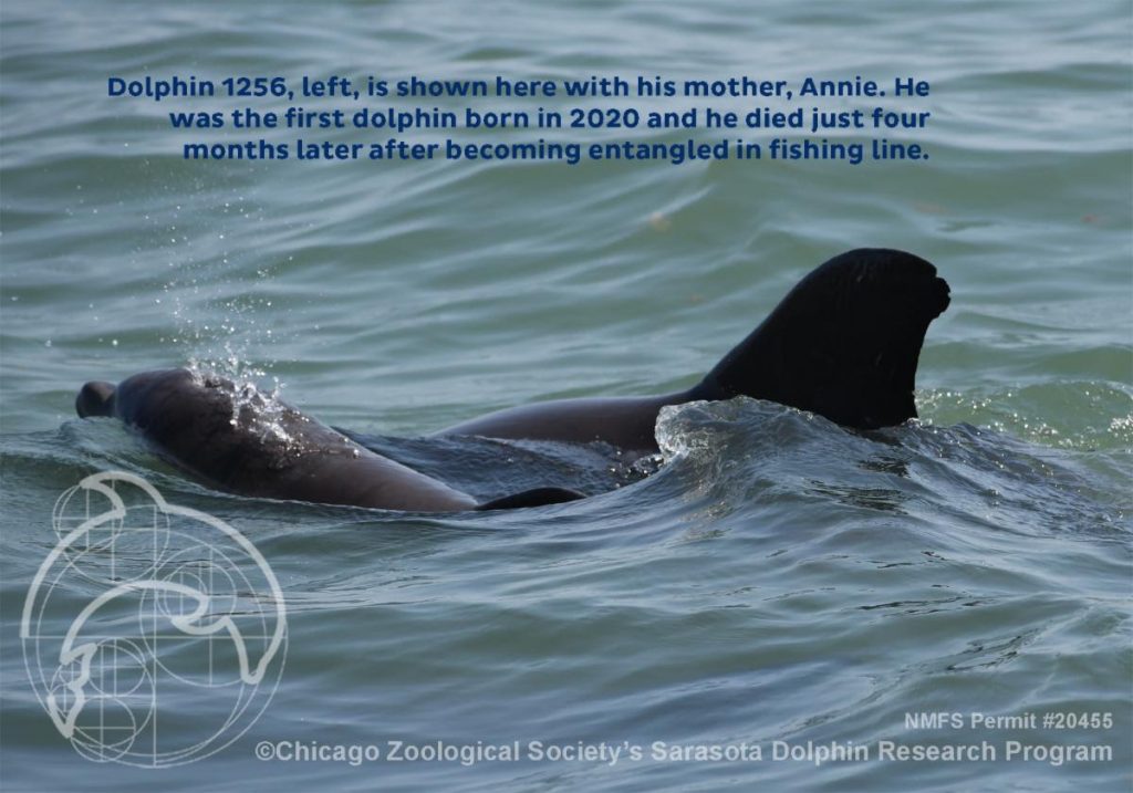 Researchers: Dolphins found dead were stranded during Sally