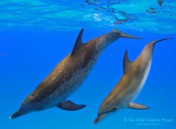 05161201_UW_BA_Nassau-Nautilus_L_12_edited_watermarked_resized-1024×751