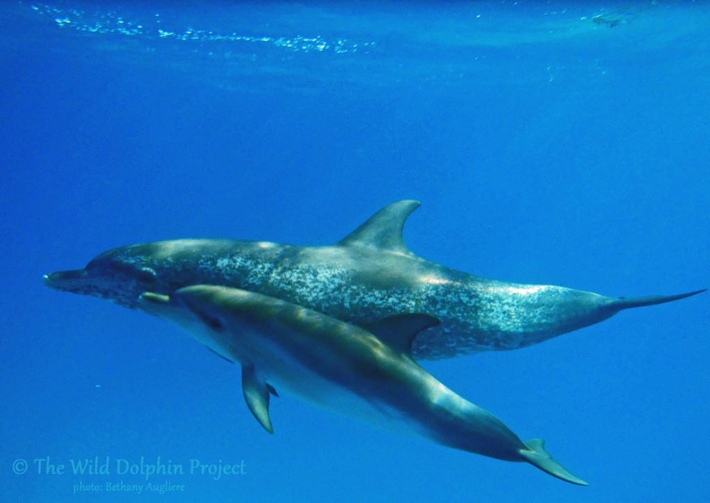 First time mother, Deni, is with her newborn calf Delphi