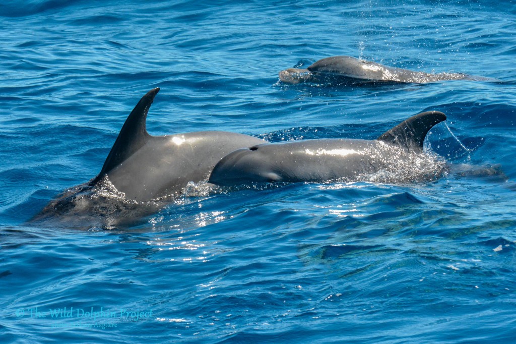 A group of bottlenose dolphins in Bimini