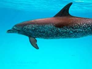 Venus, mother to Violet and grandmother to Vinca, also has a new male calf, Venti, born in 2012. 