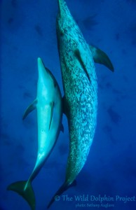 Violet with her female calf Vinca, born in 2012