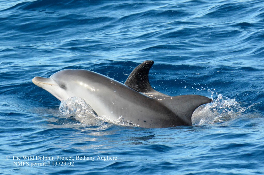 dolphinjump