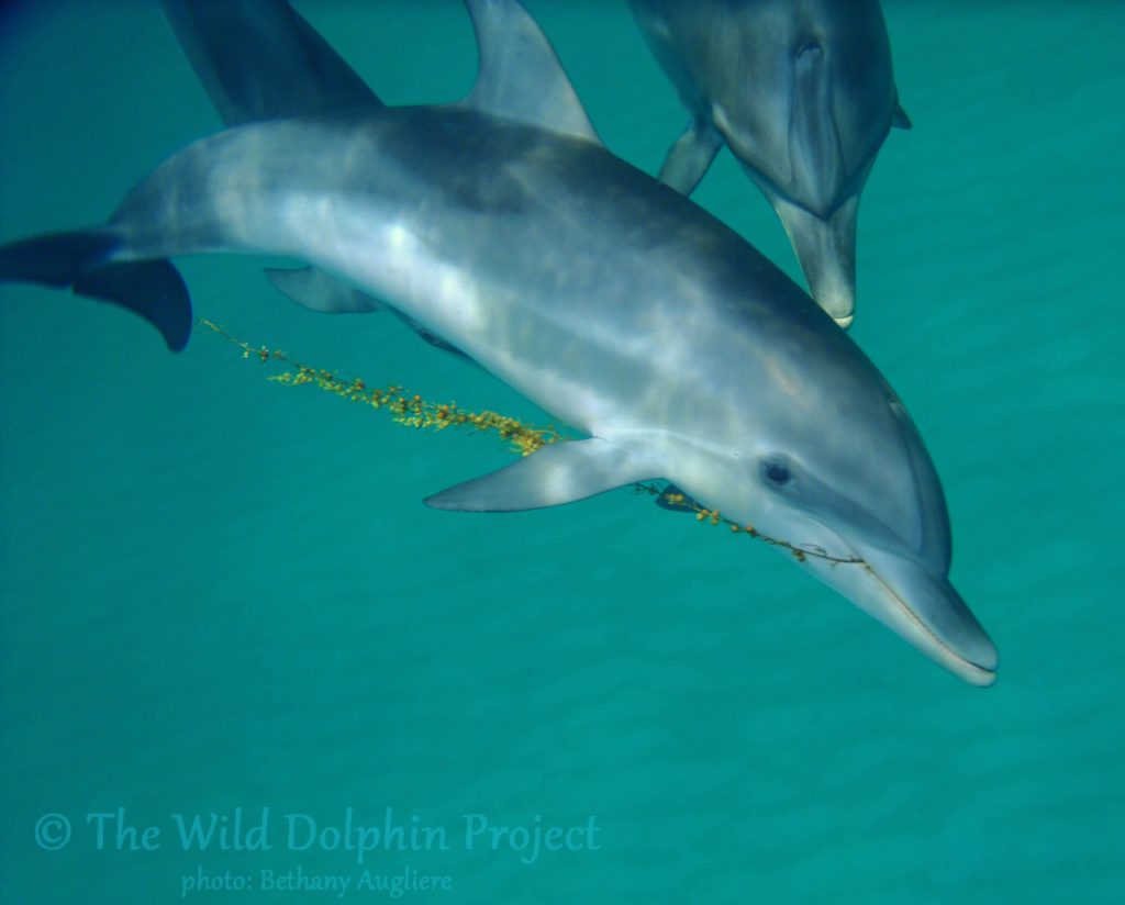 A young calf plays with sargassum (a type of brown algae), a natural toy for Atlantic spotted dolphins (<em>Stenella frontalis</em>).
