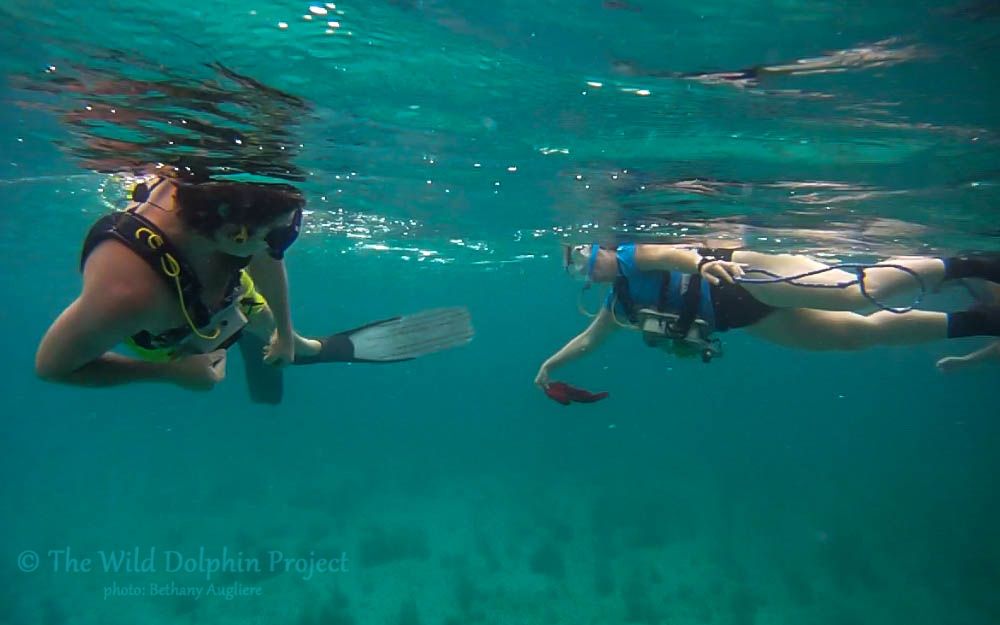 Dr. Herzing and a team member practice with each other using the CHAT boxes underwater.