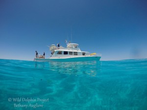 Stenella_edited-1-of-1_Watermarked-1024×768