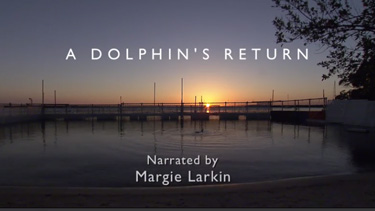 Dolphin's Return