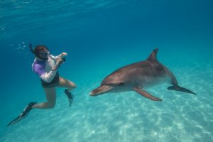 Atlantic Spotted Dolphin, Bimini, Bahama Islands, Atlantic Ocean