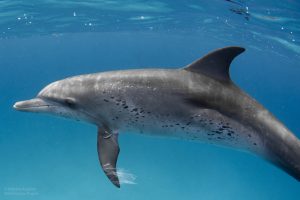 A wild dolphin plays with plastic.