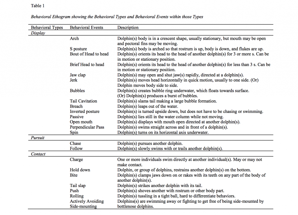 Wild Dolphin Project – Studying Behavior: From Observing To Understanding Wild Dolphin Project – Studying Behavior: From Observing To Understanding