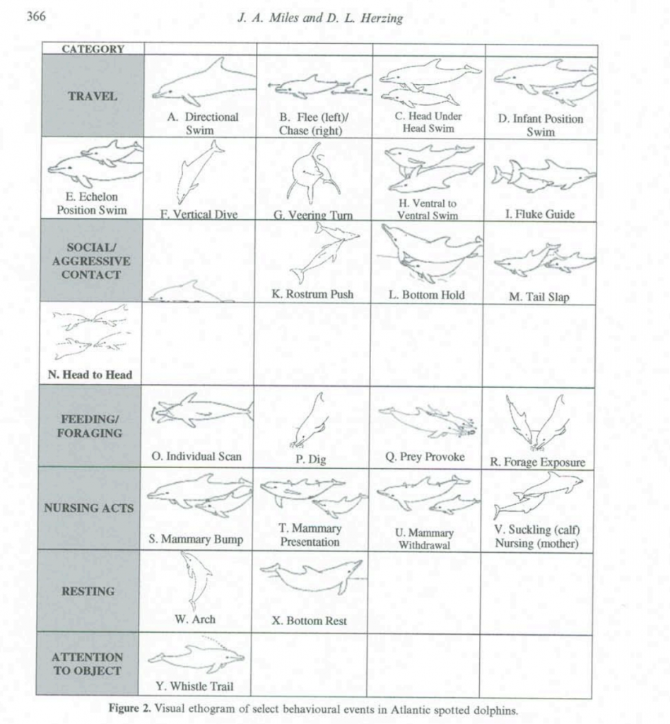 Wild Dolphin Project – Studying Behavior: From Observing To Understanding Wild Dolphin Project – Studying Behavior: From Observing To Understanding