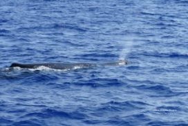 Wild Dolphin Project – How Long Can Dolphins Hold Their Breath?