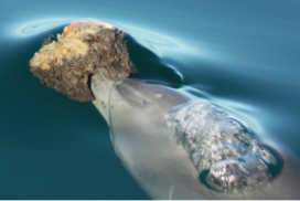 Wild Dolphin Project – Dolphin Smarts. How Intelligent Are Dolphins?