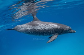 Fused "color phase" of an Atlantic spotted dolphin.